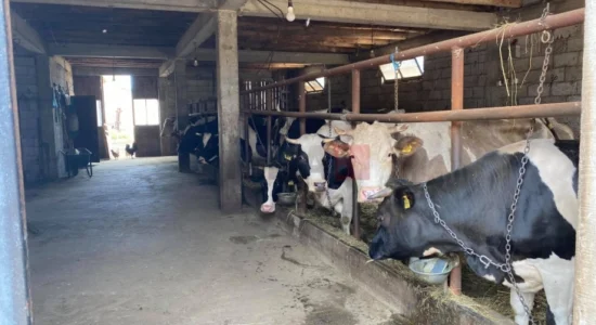 MBPEU: Janë paguar 335.963.096 denarë ndaj 1.211 blegtorëve