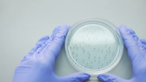 (VIDEO) Gjobë prej 2.450 euro për operatorin e ushqimit