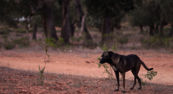 (VIDEO) Nis vaksinimi i kafshëve të egra