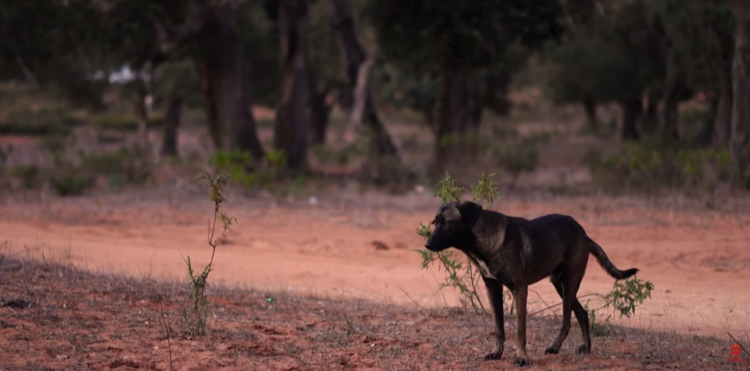 video-nis-vaksinimi-i-kafsheve-te-egra