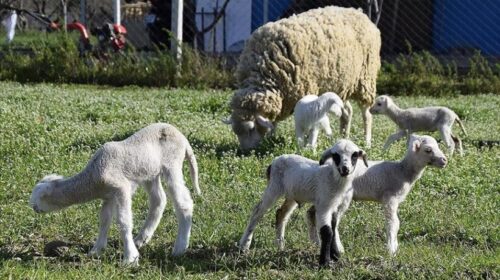 Kosova ndalon importin e deleve dhe dhive nga Maqedonia e Veriut