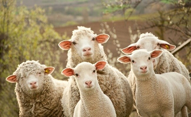 Kosova ndalon importin e deleve dhe dhive nga Maqedonia e Veriut