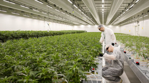 (VIDEO) Marihuana mjekësore – 61 fabrika kanë pas licencë kanabisi, 18 janë mbyllur