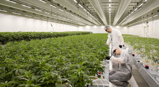 (VIDEO) Marihuana mjekësore – 61 fabrika kanë pas licencë kanabisi, 18 janë mbyllur