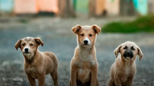 AUV: Pronarët e qenve ta respektojnë ligjin dhe t’u vendosin mikroçipa kafshëve të tyre shtëpiake