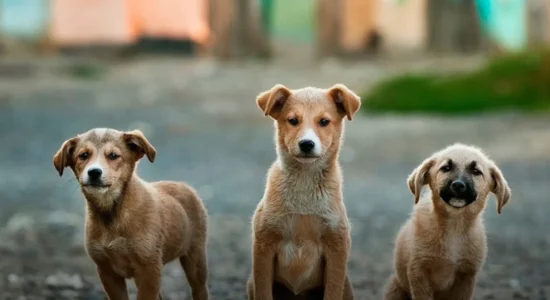 AUV: Pronarët e qenve ta respektojnë ligjin dhe t’u vendosin mikroçipa kafshëve të tyre shtëpiake