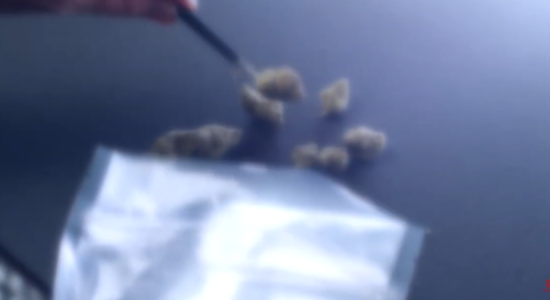 (VIDEO) Pesë ton mariuhanë me origjinë nga RMV kapen në Serbi