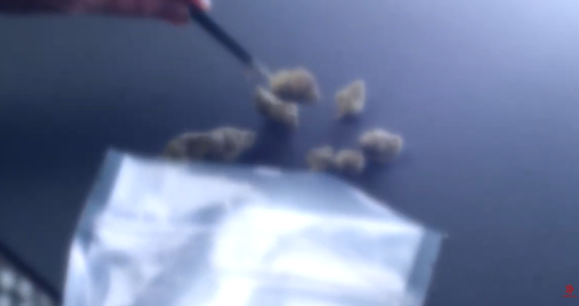 (VIDEO) Pesë ton mariuhanë me origjinë nga RMV kapen në Serbi