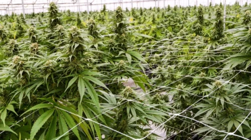 Qeveria vendosi: Kontrolle të jashtëzakonshme në të gjitha firmat për prodhimin e kanabisit medicinal