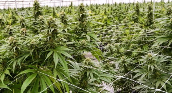 Qeveria vendosi: Kontrolle të jashtëzakonshme në të gjitha firmat për prodhimin e kanabisit medicinal