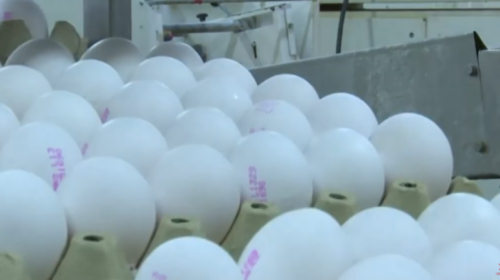 (VIDEO) Gjysmë milioni vezë nga Serbia përfunduan në deponinë “Drisla”