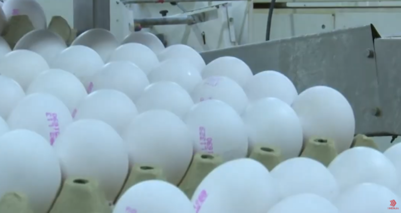 (VIDEO) Gjysmë milioni vezë nga Serbia përfunduan në deponinë “Drisla”