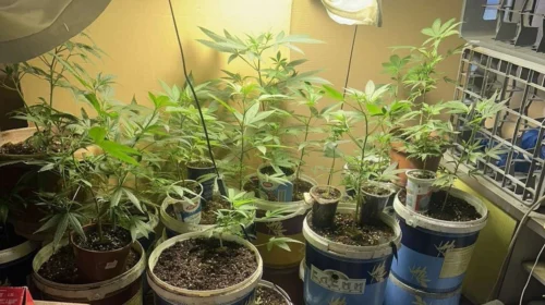 Bastisje në Shkup, gjenden drogë dhe kultivime kanabisi, ndalohet një person