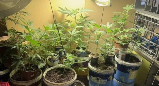 Bastisje në Shkup, gjenden drogë dhe kultivime kanabisi, ndalohet një person