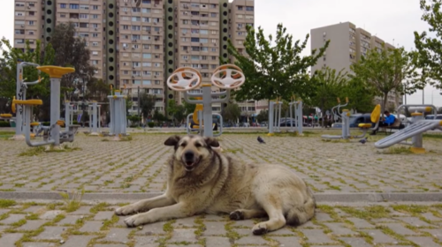 (VIDEO) Shkupi pagoi 750 mijë euro për sulmet nga qentë endacakë