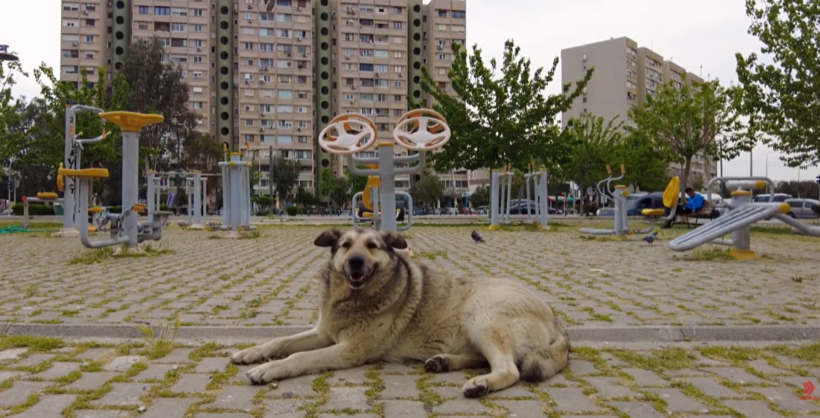 video-shkupi-pagoi-750-mije-euro-per-sulmet-nga-qente-endacake