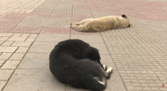 (VIDEO) Qentë endacakë, kërcënim për banorët e Kumanovës