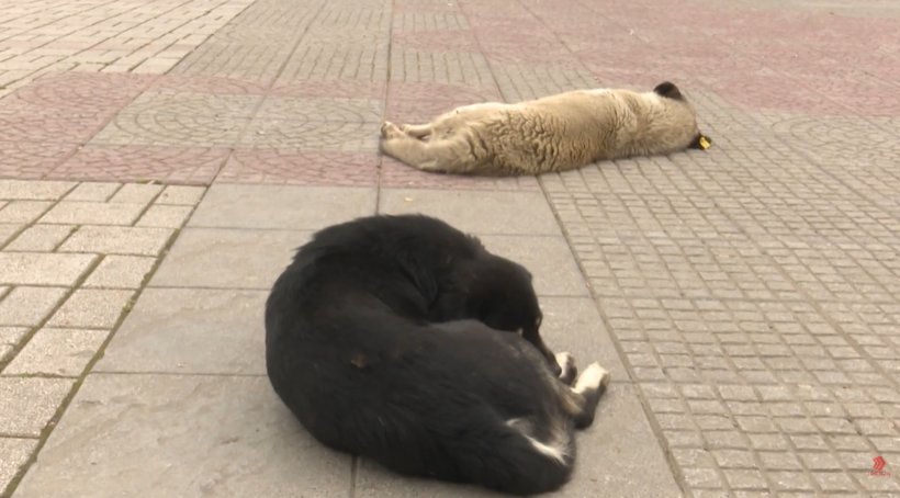 (VIDEO) Qentë endacakë, kërcënim për banorët e Kumanovës