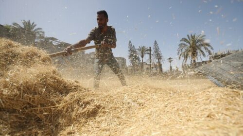 Pavarësisht tokës së kufizuar dhe bllokadës, fermerët në Gaza nuk heqin dorë nga mbjellja e grurit