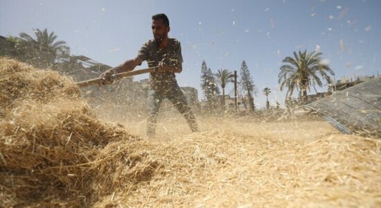 Pavarësisht tokës së kufizuar dhe bllokadës, fermerët në Gaza nuk heqin dorë nga mbjellja e grurit