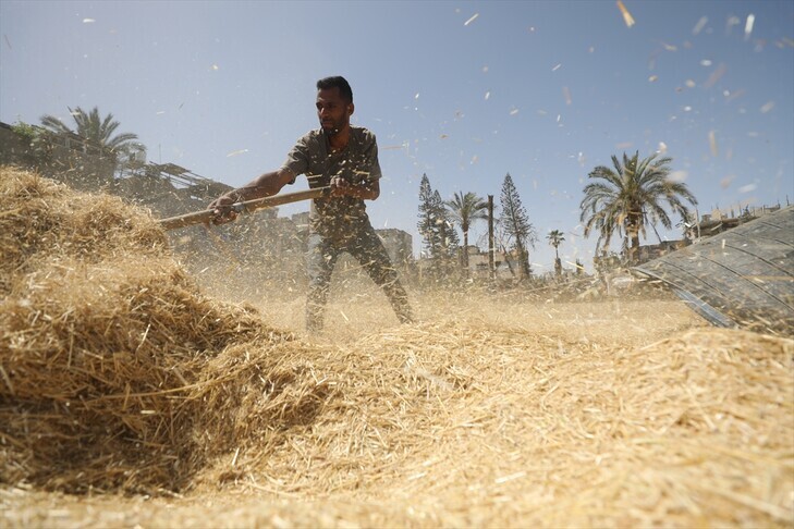 Pavarësisht tokës së kufizuar dhe bllokadës, fermerët në Gaza nuk heqin dorë nga mbjellja e grurit