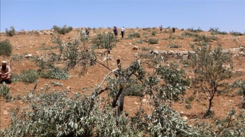 Okupuesit izraelitë dogjën fushën e grurit dhe sulmuan fermerët palestinezë në Bregun Perëndimor