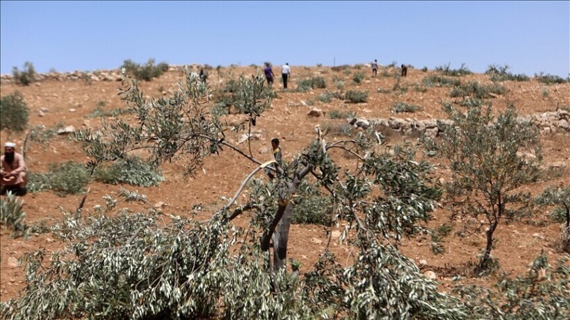 Okupuesit izraelitë dogjën fushën e grurit dhe sulmuan fermerët palestinezë në Bregun Perëndimor