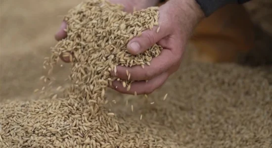 Qeveria ndan 10,1 milionë euro për blerjen e orizit dhe rrushit Vranec