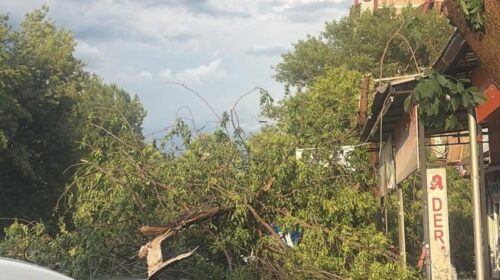 Stuhia në Shkup: Drunjtë bien në rrugën “Xhon Kenedi”, dëmtohen disa vetura