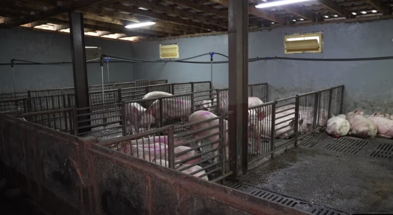 Serbia shpall gjendje të jashtëzakonshme  ethet afrikane të derrit përhapen në 52 zona