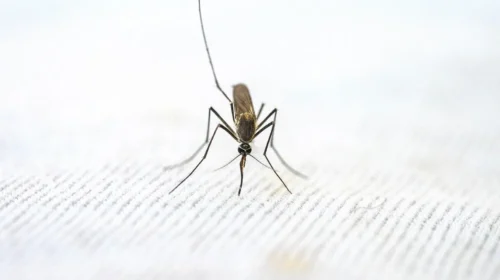(VIDEO) Tetë raste me ethet e nilit perëndimor, shtatë pacientë me komplikime neurologjike