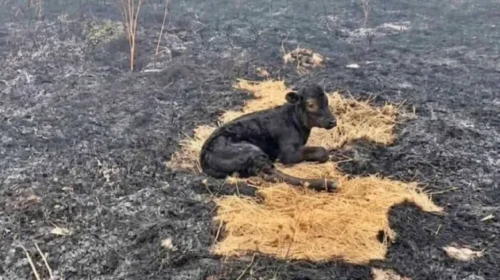 Zjarrfikësit e Shkupit shpëtuan një viç nga zjarri i madh në malin e Kitkës