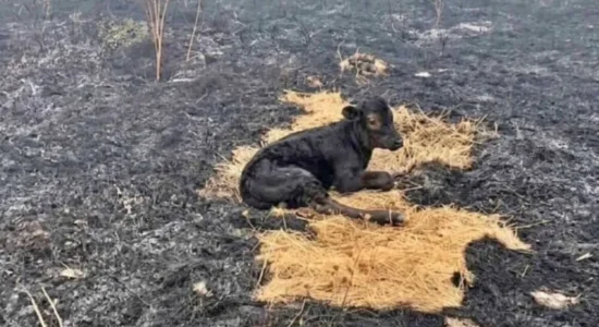 Zjarrfikësit e Shkupit shpëtuan një viç nga zjarri i madh në malin e Kitkës