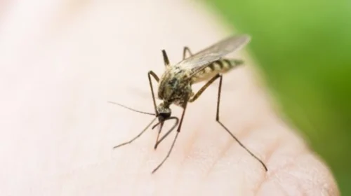 Regjistrohet viktima e katërt nga ethet e Nilit Perëndimor, pacienti për 27 ditë është mjekuar në Klinikën Infektive në Shkup