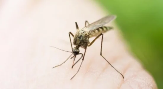 Regjistrohet viktima e katërt nga ethet e Nilit Perëndimor, pacienti për 27 ditë është mjekuar në Klinikën Infektive në Shkup