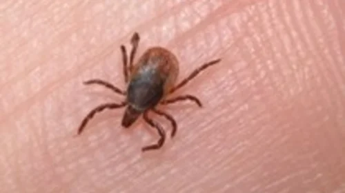 13 raste të reja me ethet e Nilit Perëndimor në RMV