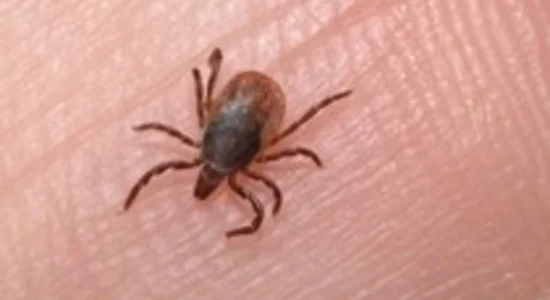 13 raste të reja me ethet e Nilit Perëndimor në RMV