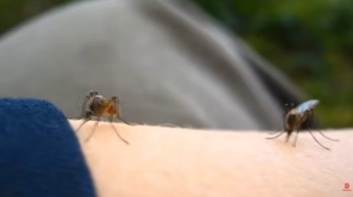 Në Maqedoni janë regjistruar gjithsej 43 raste me ethe të Nilit Perëndimor