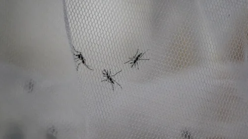 Në Evropë janë regjistruar 631 raste të virusit të Nilit Perëndimor në 12 vende këtë vit