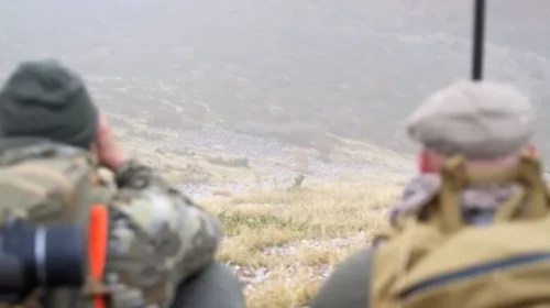 (VIDEO) Vrasja e dhive të egra në Mavrovë, kërkohet hetim urgjent
