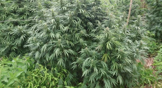 Zbardhet plantacioni ilegal në Strumicë: Kallëzim penal për dy persona dhe sekuestrim i 680 kg kanabis STRUMICË – Një operacion i përbashkët i policisë ka çuar në zbulimin e një plantacioni ilegal kanabisi në rajonin e Strumicës. SPB Strumicë ka paraqitur kallëzim penal pranë Prokurorisë Themelore Publike kundër dy personave, Z.M. (34) dhe A.T.G. (30), të dy nga Komuna e Novo Sellës, për shkak të dyshimit të bazuar se kanë kryer veprën penale „Prodhimi i paautorizuar dhe lëshimi në qarkullim i drogave narkotike, substancave psikotrope dhe prekursorëve“, parashikuar nga neni 215 i Kodit Penal.  Sipas informacioneve zyrtare nga Ministria e Punëve të Brendshme (MPB), pas një marrëveshjeje paraprake mes tyre, të dyshuarit kishin përgatitur një pjesë të fshehur të një parcele në vendin e quajtur “Matnik“, në zonën e fshatit Sekirnik. Aty ata kishin përpunuar tokën, kishin mbjellë dhe kultivuar bimë të kanabisit me qëllim prodhimin e marihuanës.  Operacioni u realizua në bazë të urdhrit të gjykatës, ku nëpunësit policorë të SPB Strumicë, të ndihmuar nga mbështetja teknike e Qendrës Rajonale për Çështje Kufitare – Lindje, ndërmorën veprime operative dhe masa të posaçme hetimore. Gjatë këtij aksioni janë siguruar prova të pakundërshtueshme për përfshirjen e të dyshuarve, të cilët janë privuar nga liria dhe janë mbajtur në Stacionin Policor të Strumicës.  Gjatë bisedës zyrtare me organet e rendit, të dyshuarit kanë pranuar se pasi kishin siguruar farat, kishin krijuar plantacionin ilegal dhe i kishin kultivuar bimët.  Në kuadër të aksionit, policia ka konfiskuar disa kërcej me lartësi të ndryshme, pesha totale e të cilave kap shifrën e rreth 680 kilogramëve. Pas plotësimit të dokumentacionit përkatës dhe ngritjes së kallëzimit penal, dy të dyshuarit janë nxjerrë para gjykatësit të procedurës paraprake pranë Gjykatës Themelore në Strumicë për marrjen e masave të mëtejshme juridike.