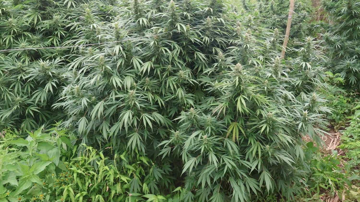 Zbardhet plantacioni ilegal në Strumicë: Kallëzim penal për dy persona dhe sekuestrim i 680 kg kanabis