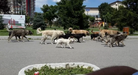 Gjatë gushtit në Shkup janë kapur dhe trajtuar 101 qen endacak