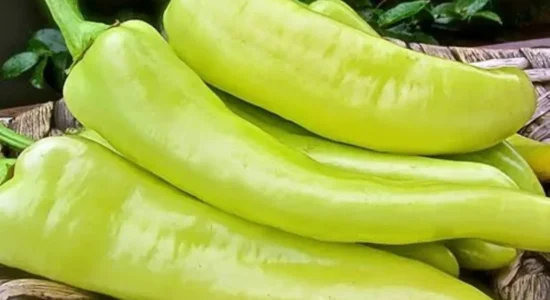 Bullgaria do të asgjësojë 9.5 tonë speca nga Maqedonia e Veriut, për shkak të pesticideve