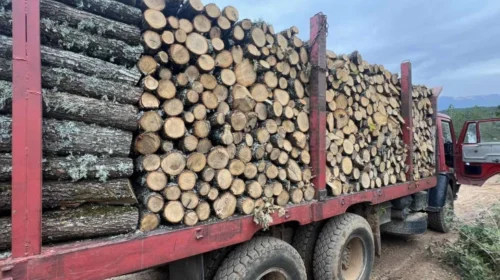 (VIDEO) Konfiskohen mbi 500 metra kub dru, 140 kallëzime për prerje ilegale