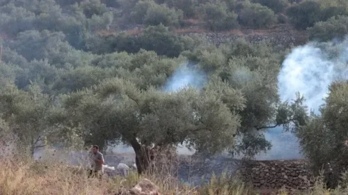Pushtuesit izraelitë u vënë zjarrin ullinjve, ndërsa ushtria dëbon fermerët palestinezë në Bregun Perëndimor të pushtuar