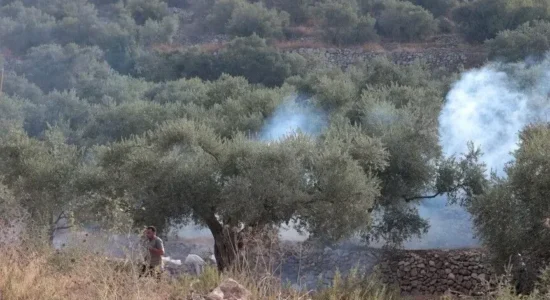 Pushtuesit izraelitë u vënë zjarrin ullinjve, ndërsa ushtria dëbon fermerët palestinezë në Bregun Perëndimor të pushtuar